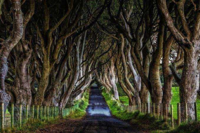 The Dark Hedges